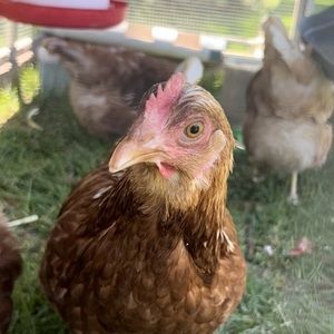 Meet your Posher, Shelly